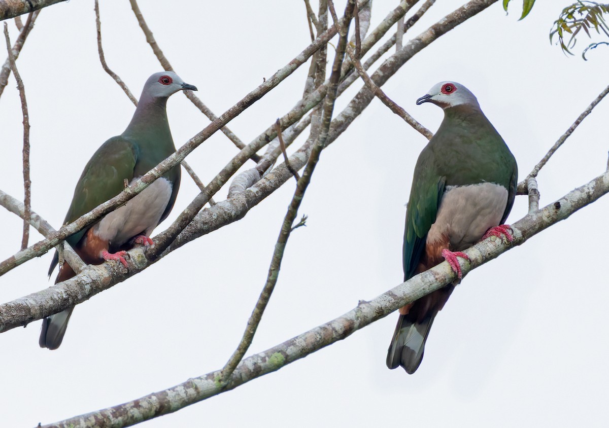 Pink-bellied Imperial-Pigeon - ML639381801