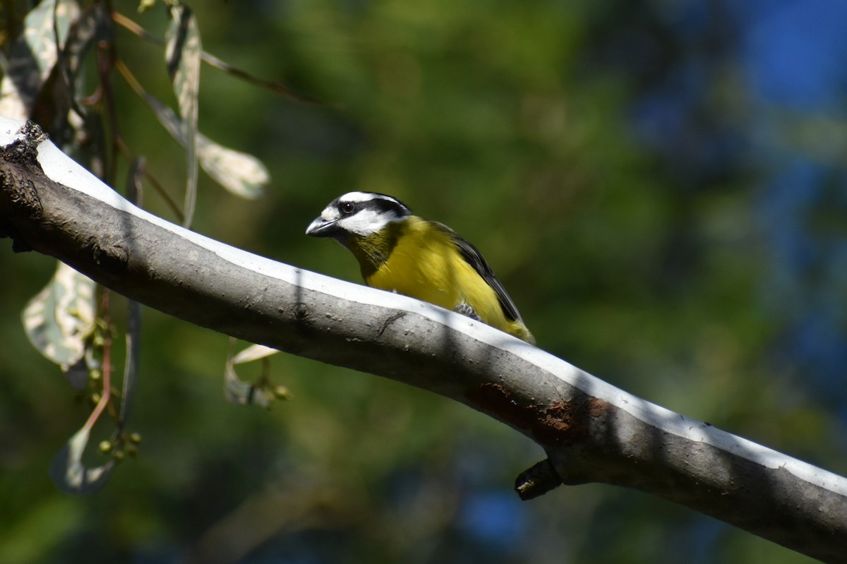 Eastern Shrike-tit - ML639381846