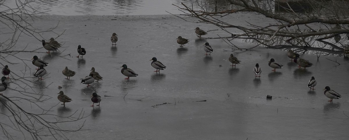 Mallard - ML639381863