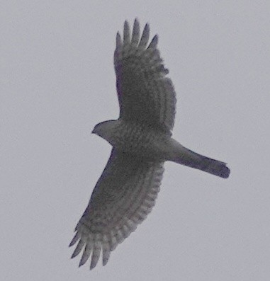Eurasian Sparrowhawk - ML639381874