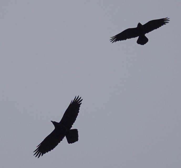 Common Raven - ML639381879