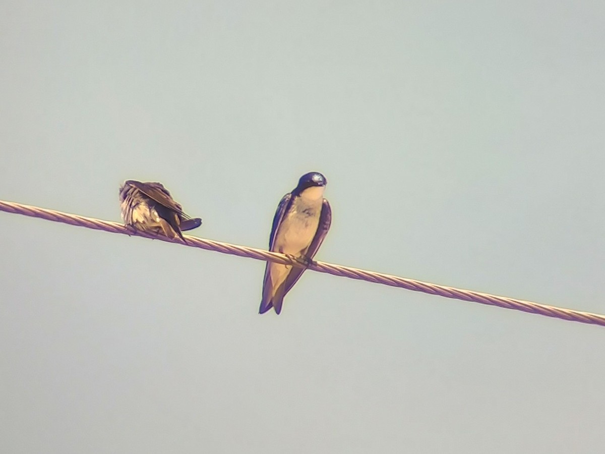 Tree Swallow - ML639381986