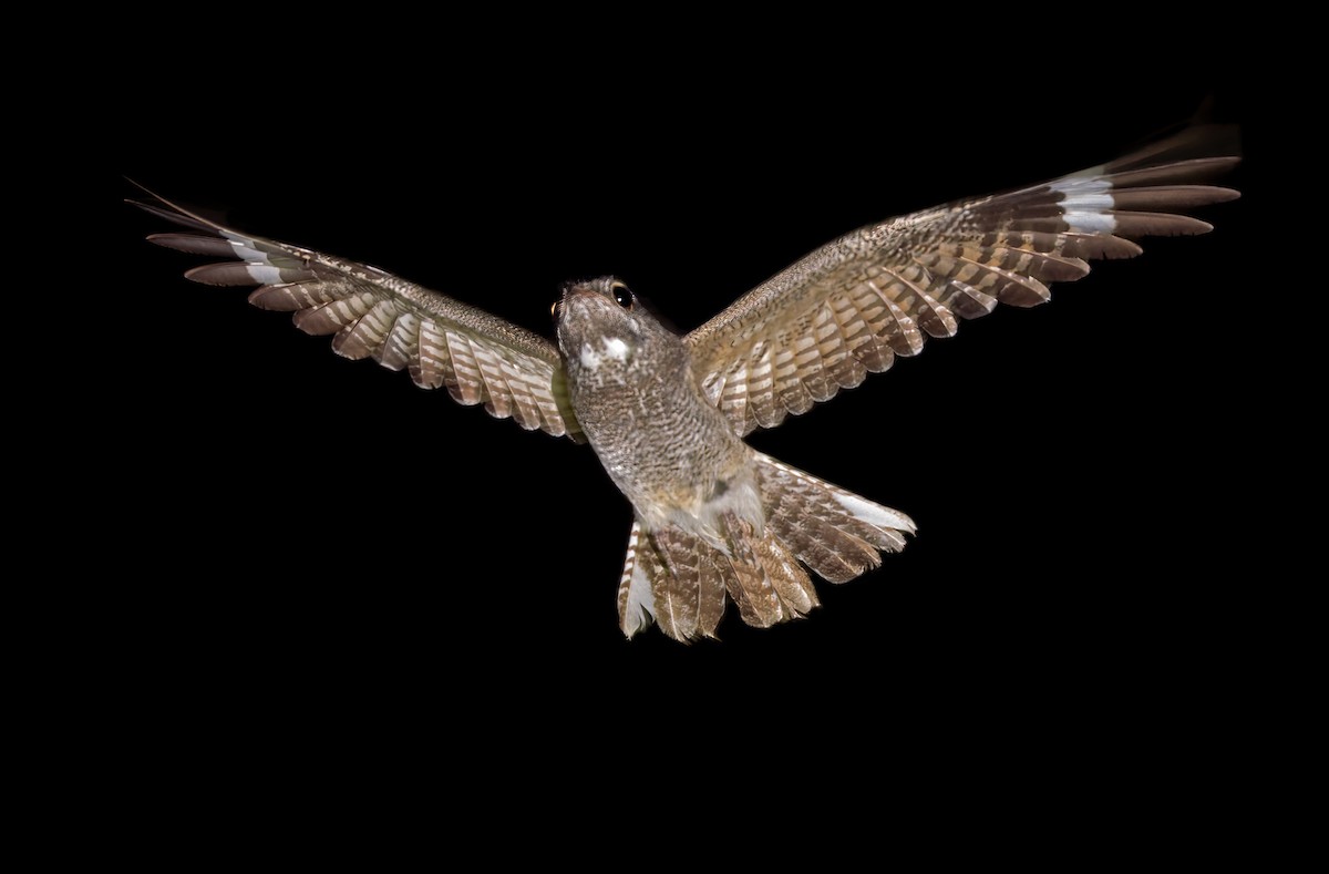 Chirruping Nightjar - ML639382044