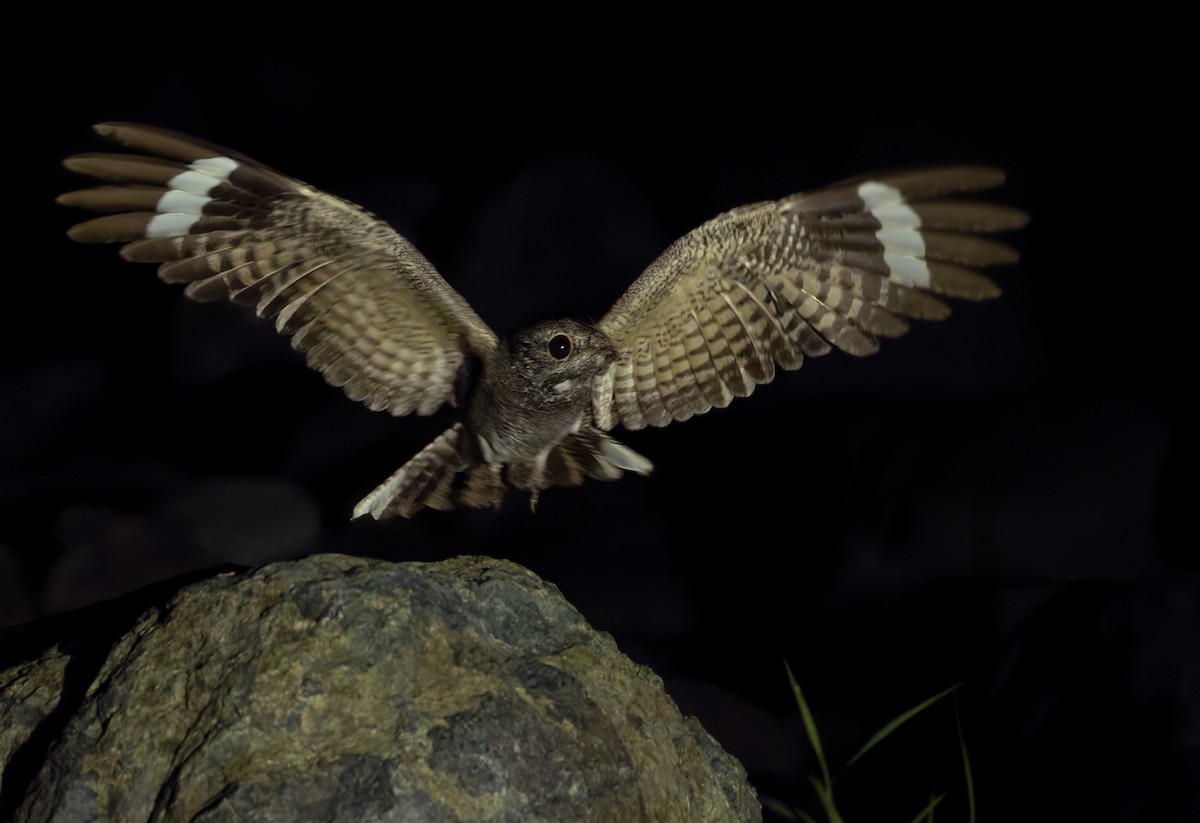 Chirruping Nightjar - ML639382045