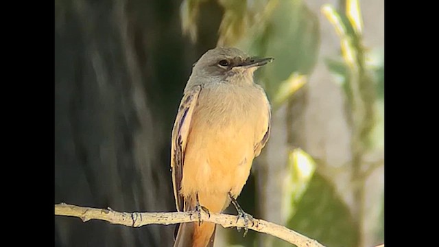 Say's Phoebe - ML639382109