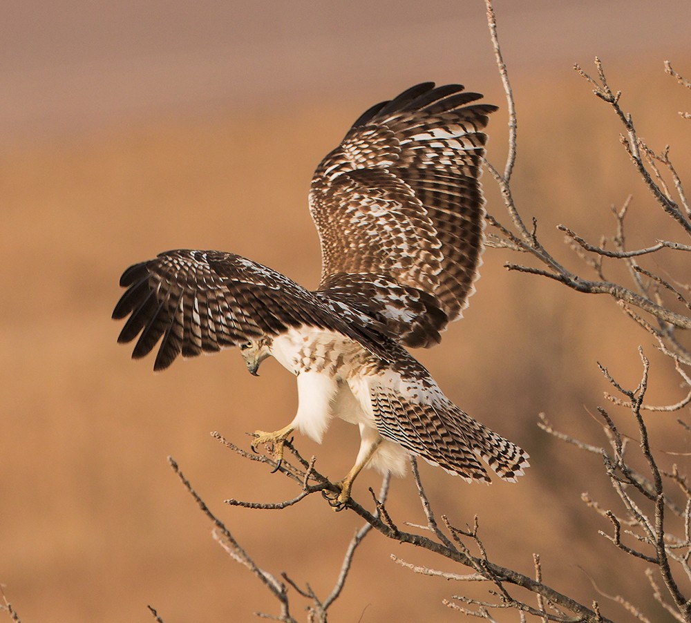 káně rudochvostá (ssp. borealis) - ML639382122