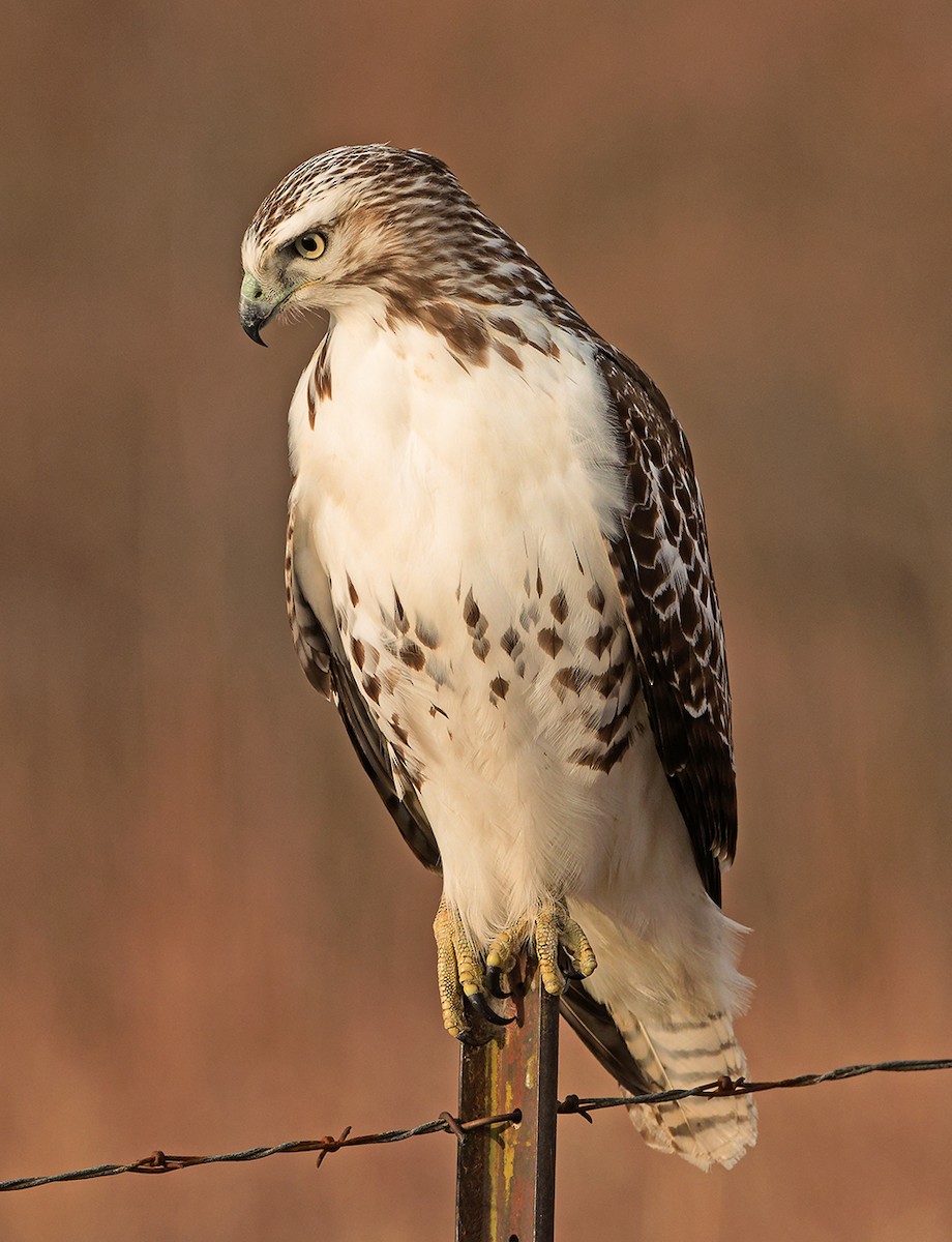 káně rudochvostá (ssp. borealis) - ML639382123