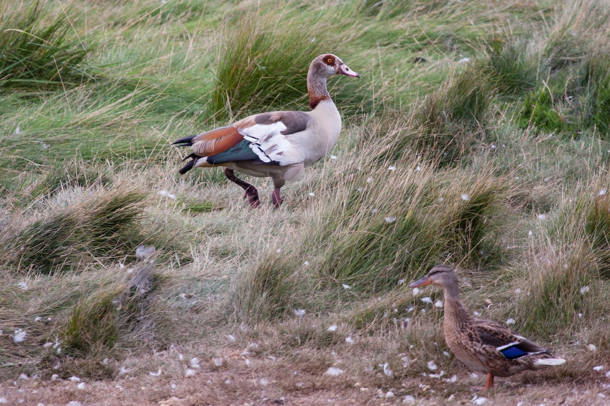 埃及雁 - ML639382130