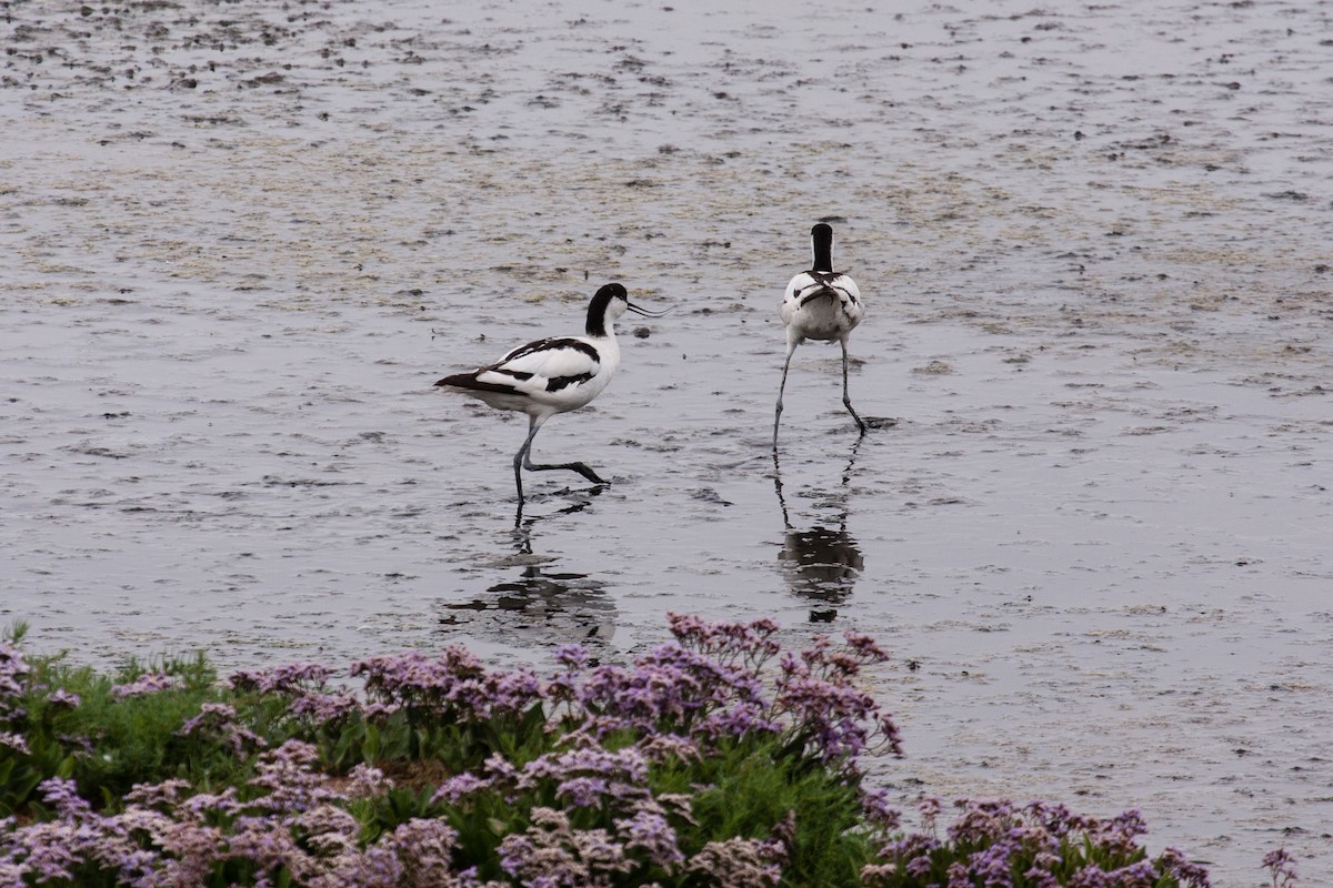 反嘴鴴 - ML639382137