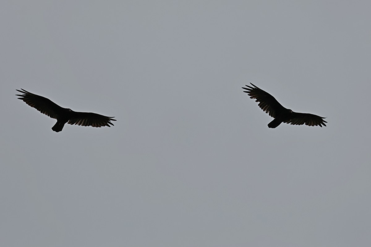 Turkey Vulture - ML639382153