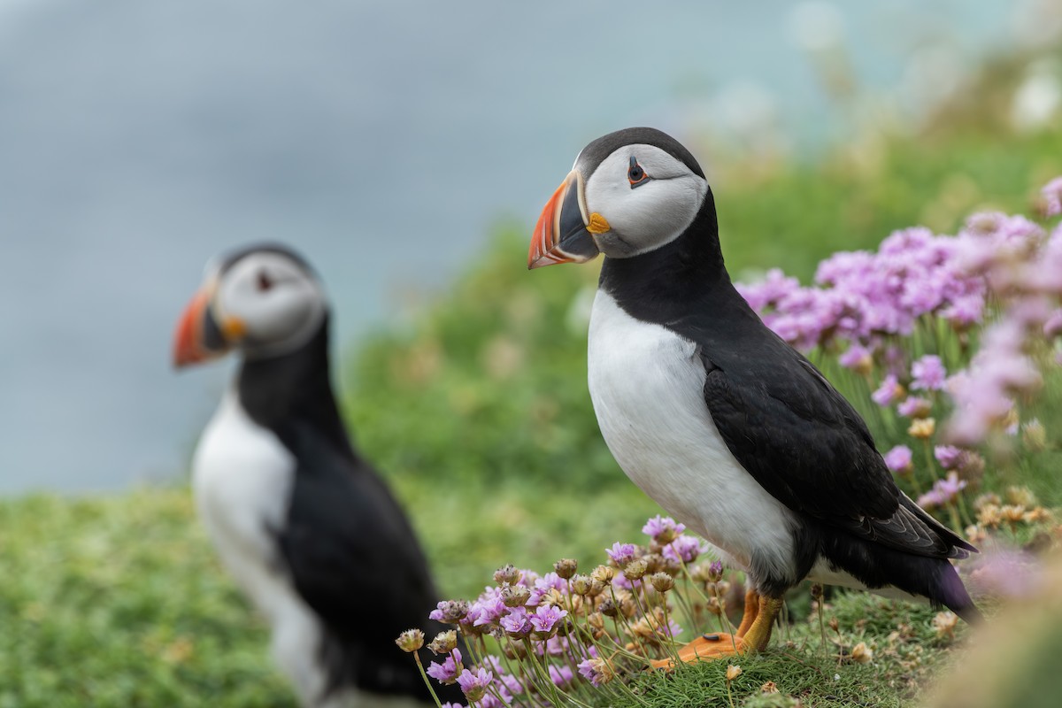 Atlantic Puffin - ML639382187