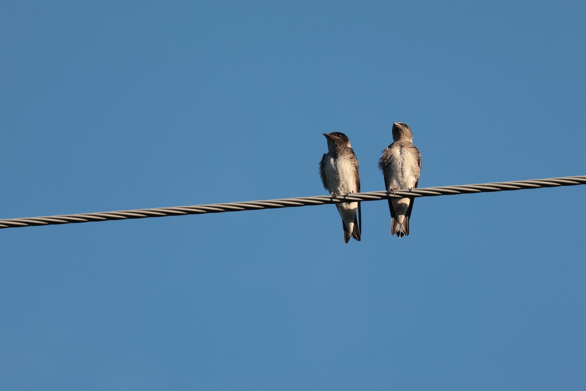 Purple Martin - ML639382197