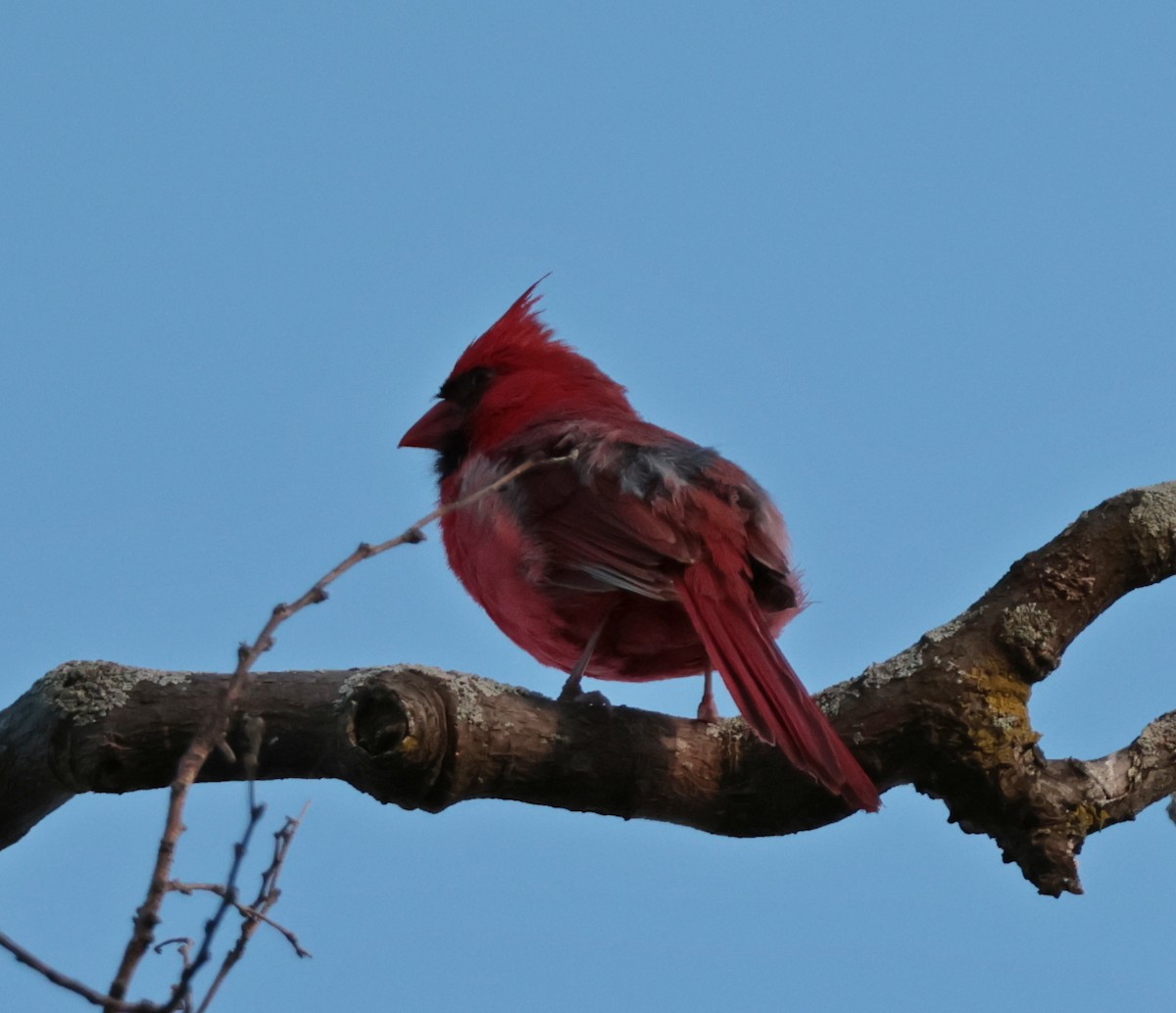 Northern Cardinal - ML639382211