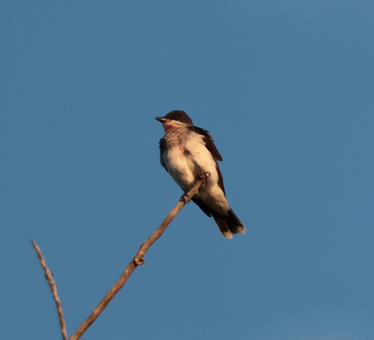 Eastern Kingbird - ML639382250