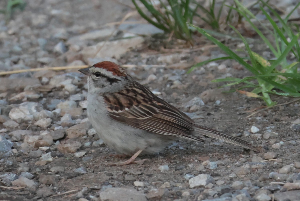 Chipping Sparrow - ML639382254