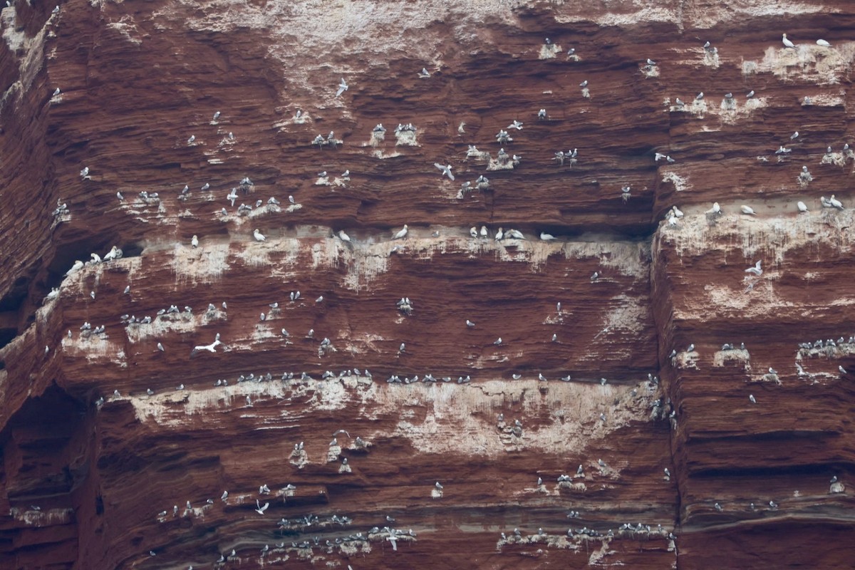 Гурван хуруут цахлай - ML639382360