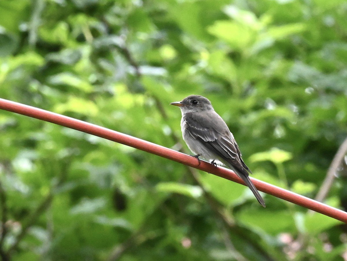 Eastern Wood-Pewee - ML639382401
