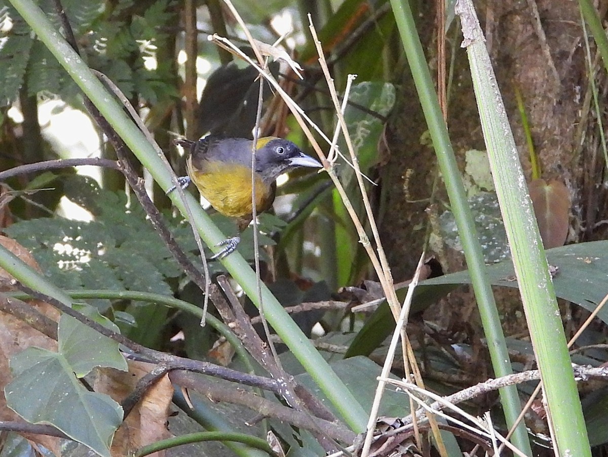 Dusky-faced Tanager - ML639382544