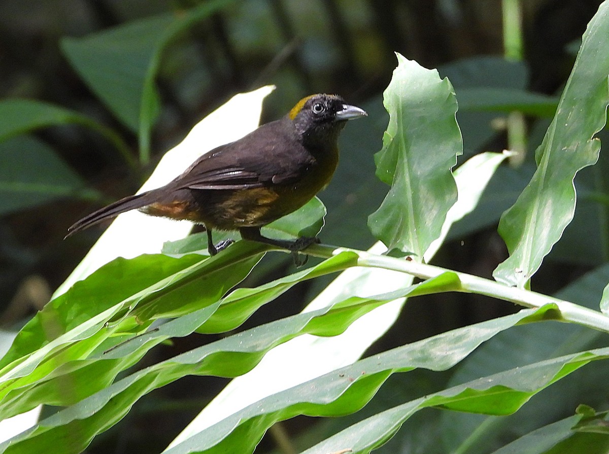 Dusky-faced Tanager - ML639382545