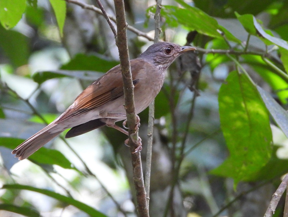 Pale-breasted Thrush - ML639382573