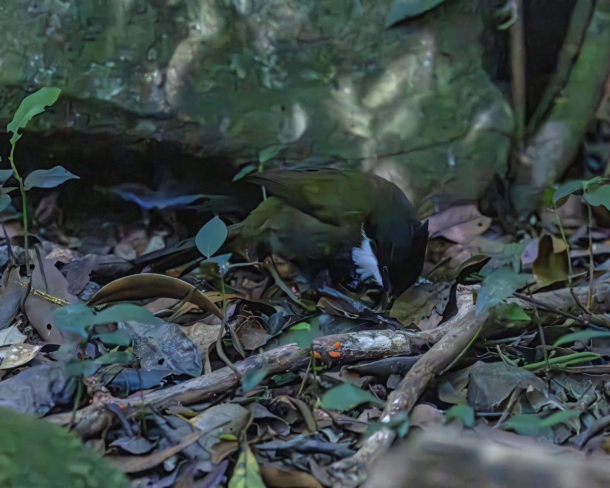 Eastern Whipbird - ML639382592