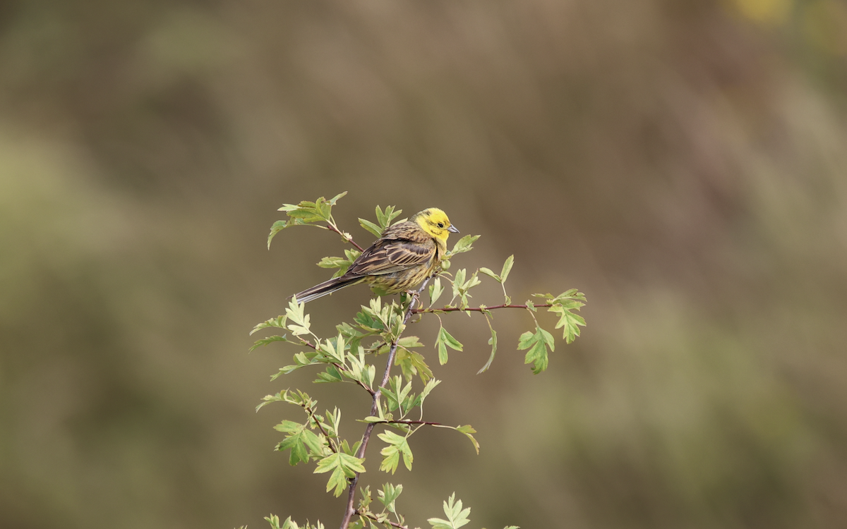 Алтан хөмрөг - ML639382616