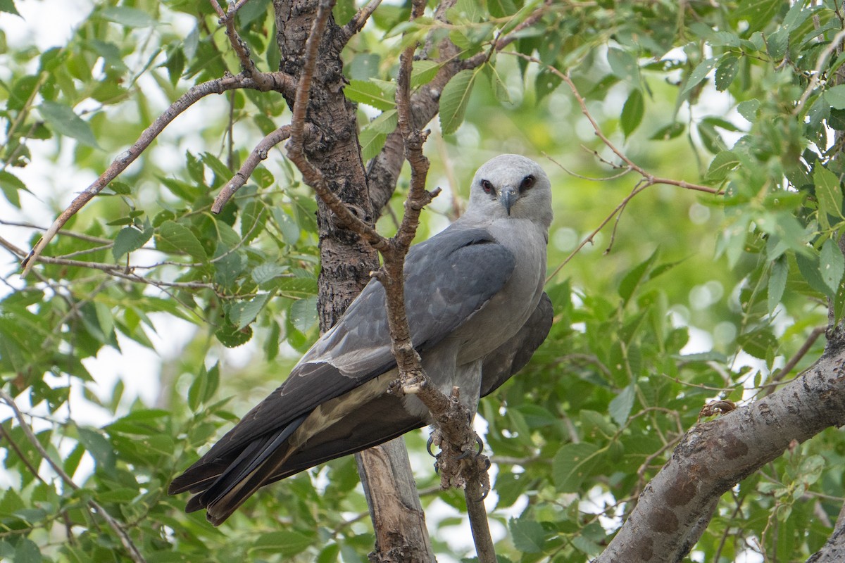 Mississippi Kite - ML639382617