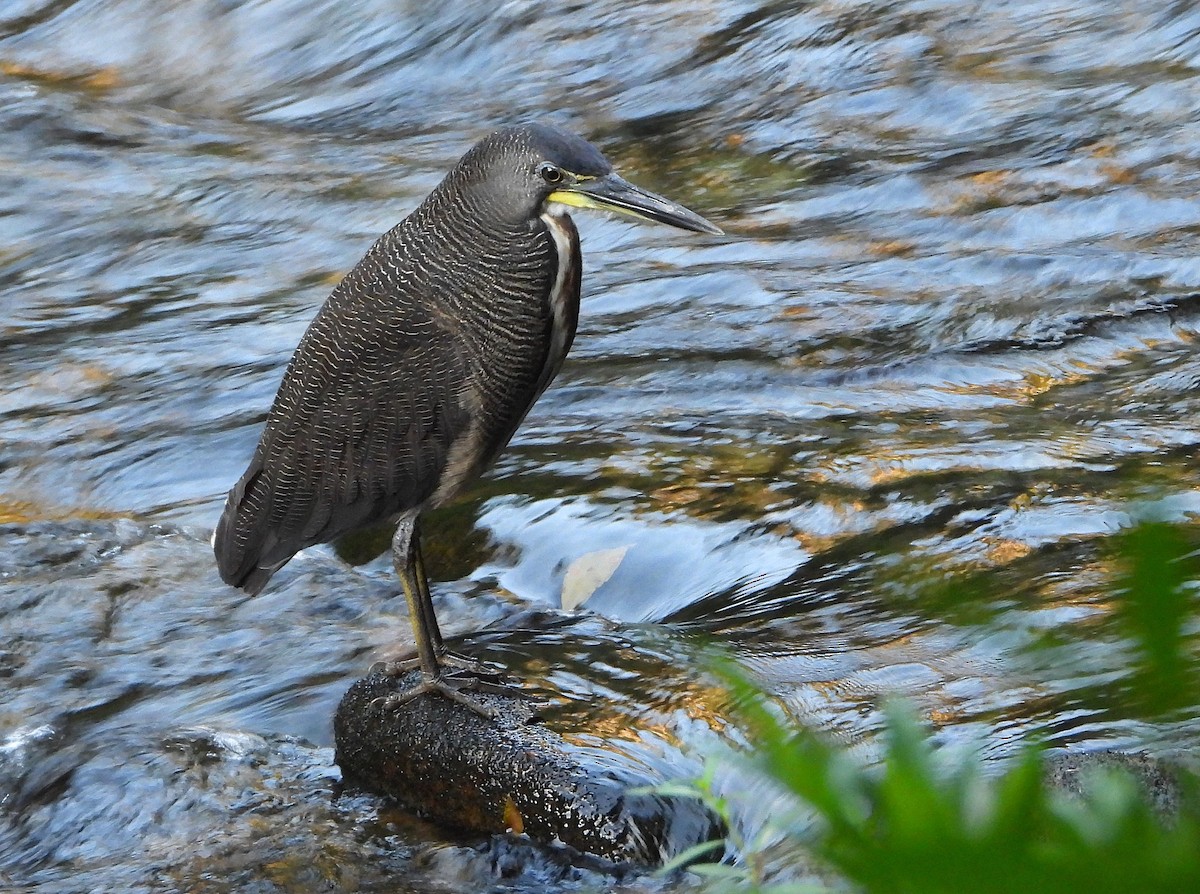 Fasciated Tiger-Heron - ML639382621