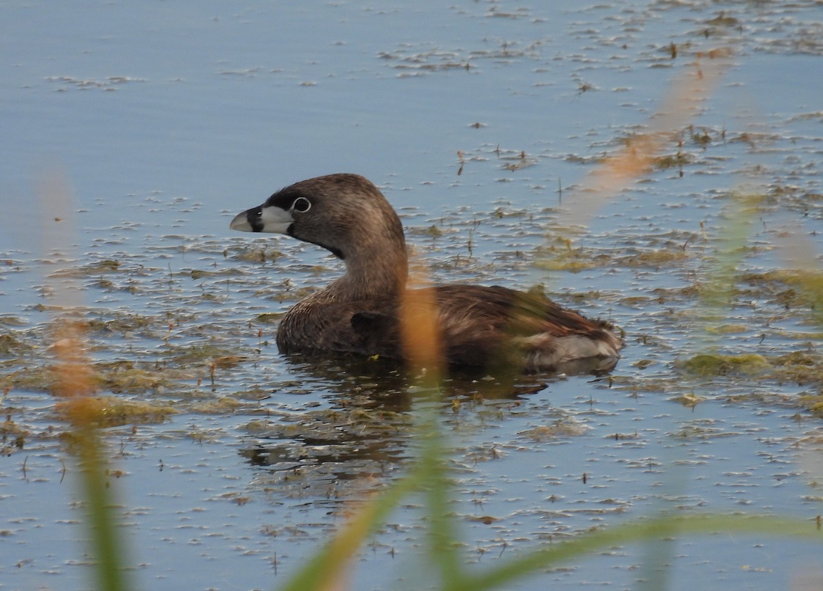 Pied-billed Grebe - ML639382624