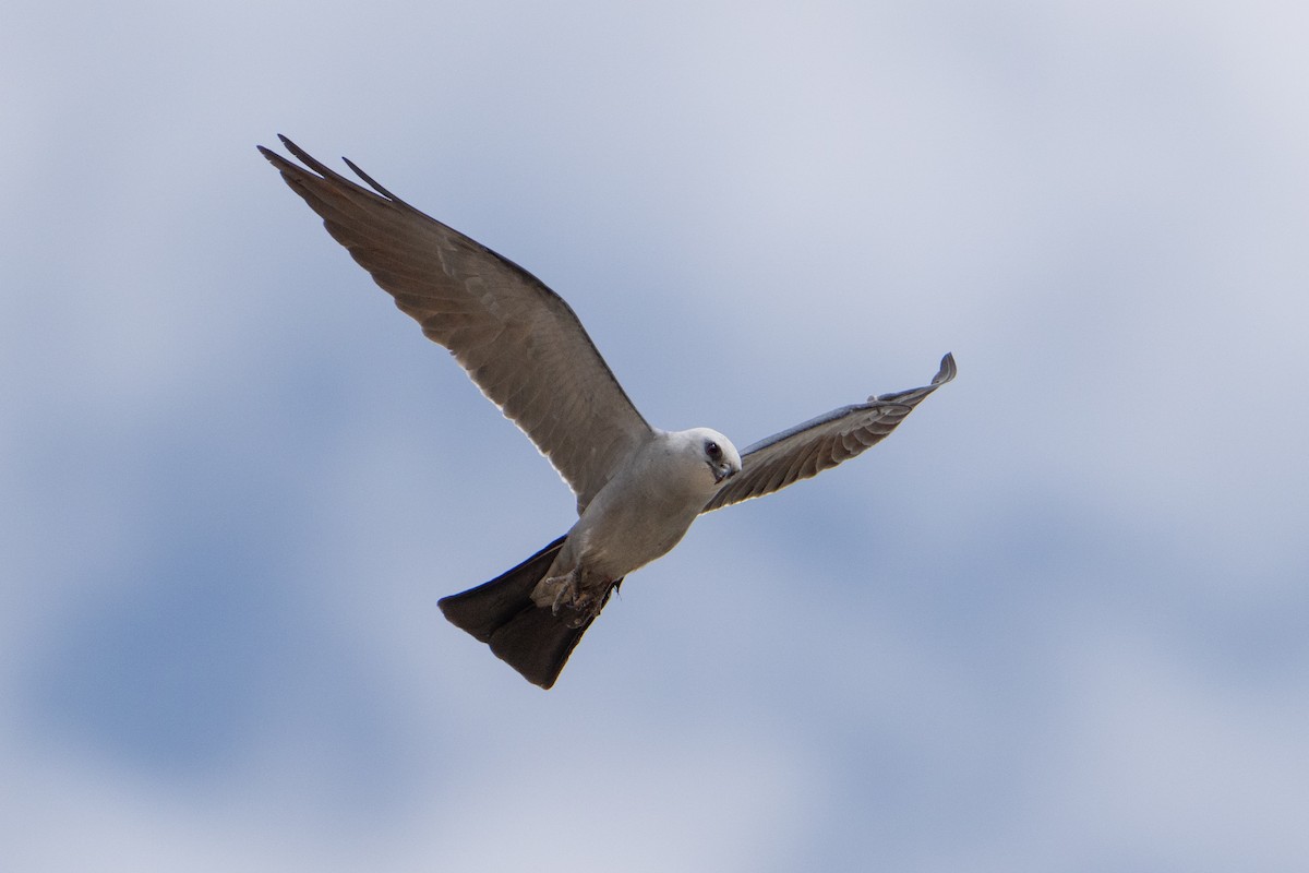 Mississippi Kite - ML639382633