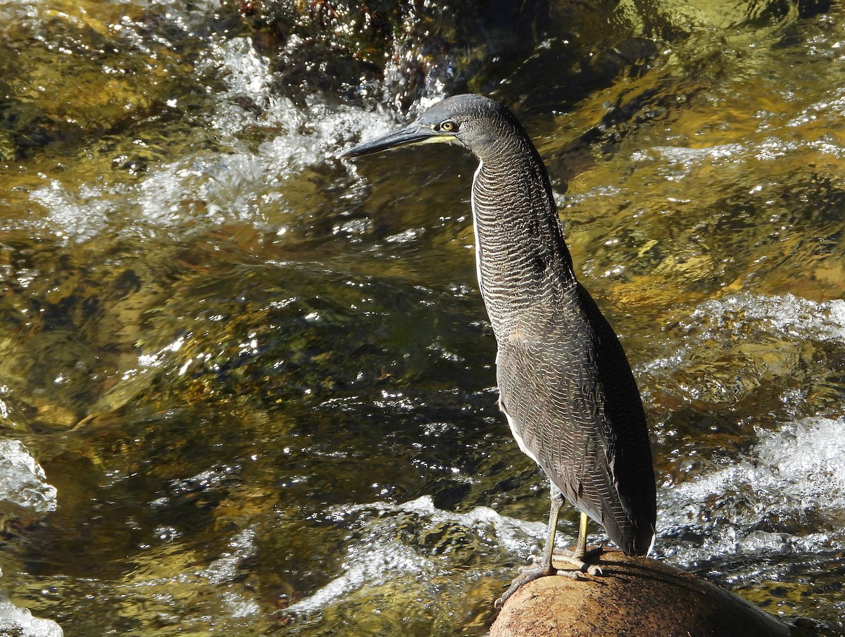 Fasciated Tiger-Heron - ML639382634