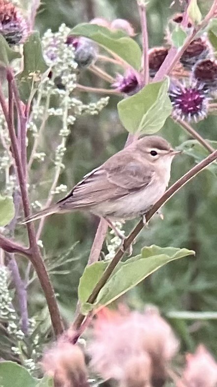 Booted Warbler - ML639382640