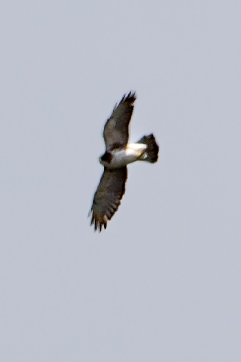 Short-tailed Hawk - ML639382648