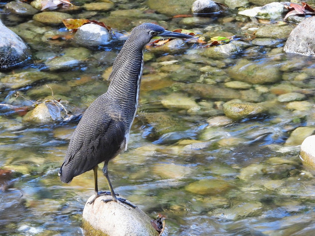 Fasciated Tiger-Heron - ML639382652