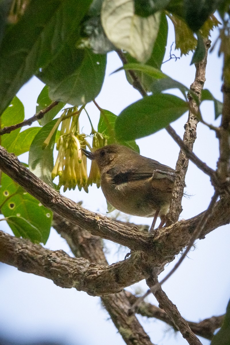 White-sided Flowerpiercer - ML639382668