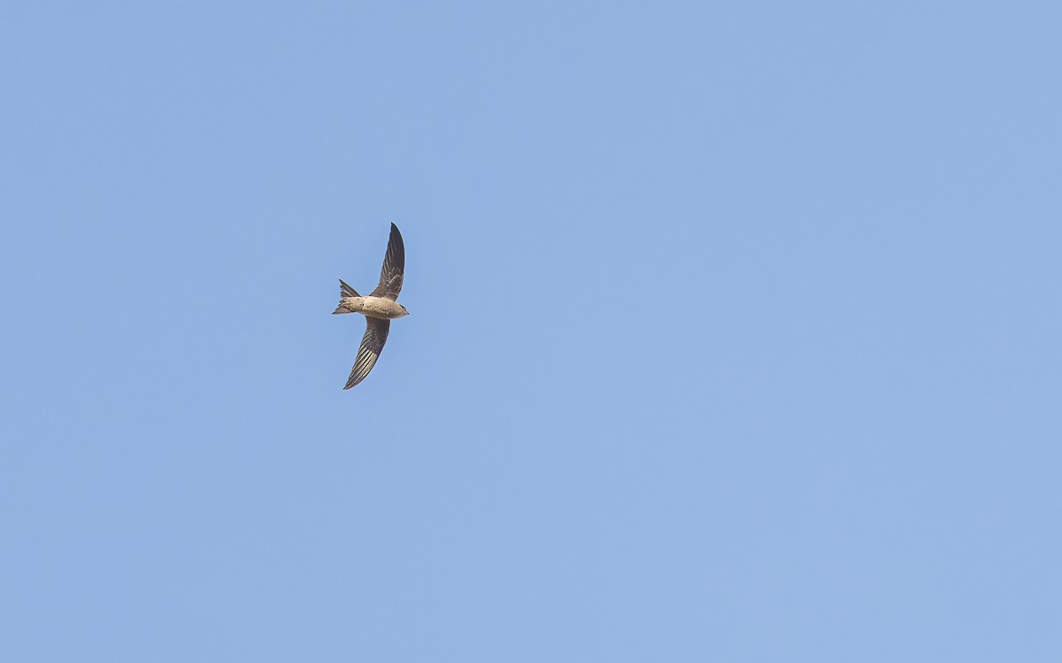 Bradfield's Swift - ML639382762