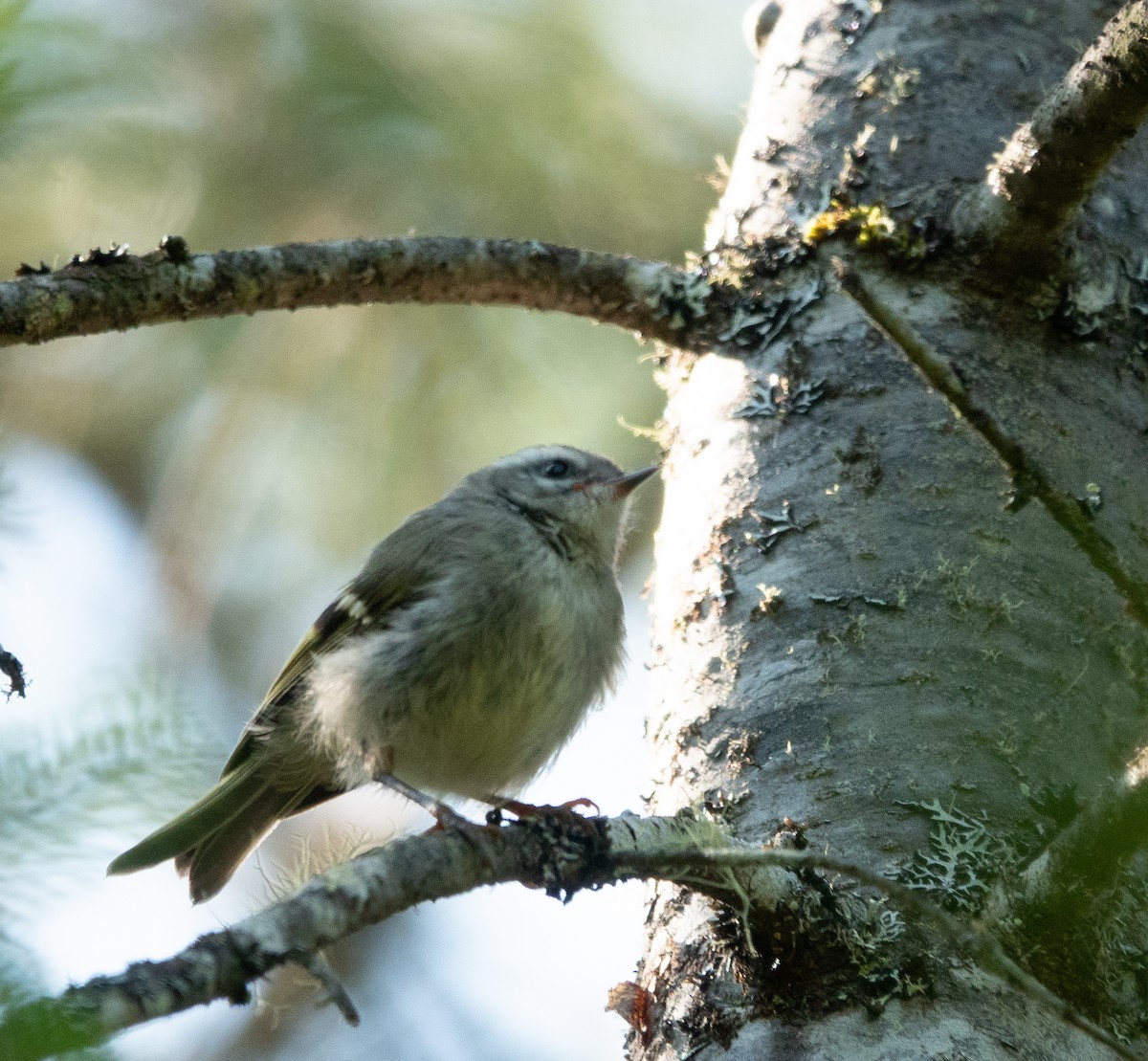 Golden-crowned Kinglet - ML639382802