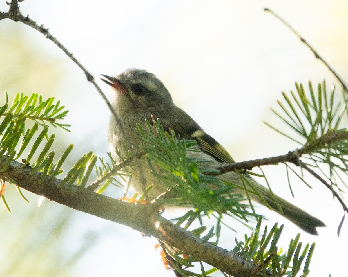 Golden-crowned Kinglet - ML639382803