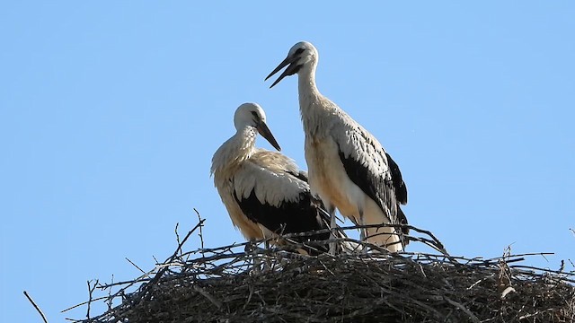 White Stork - ML639382808