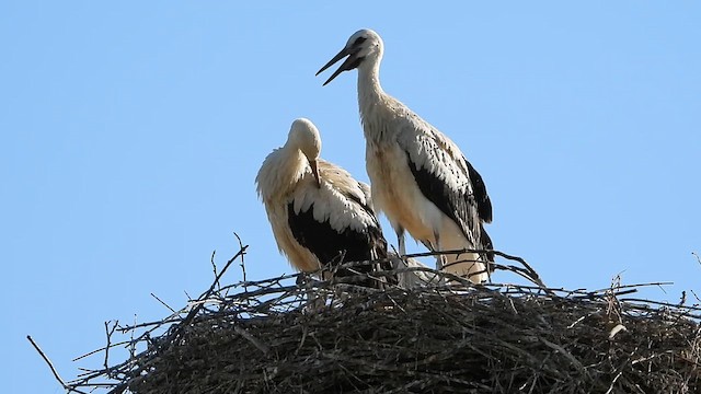 White Stork - ML639382811