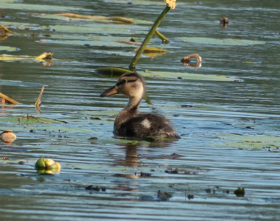 Mallard - ML639382821