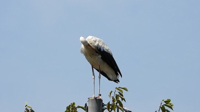 White Stork - ML639382862