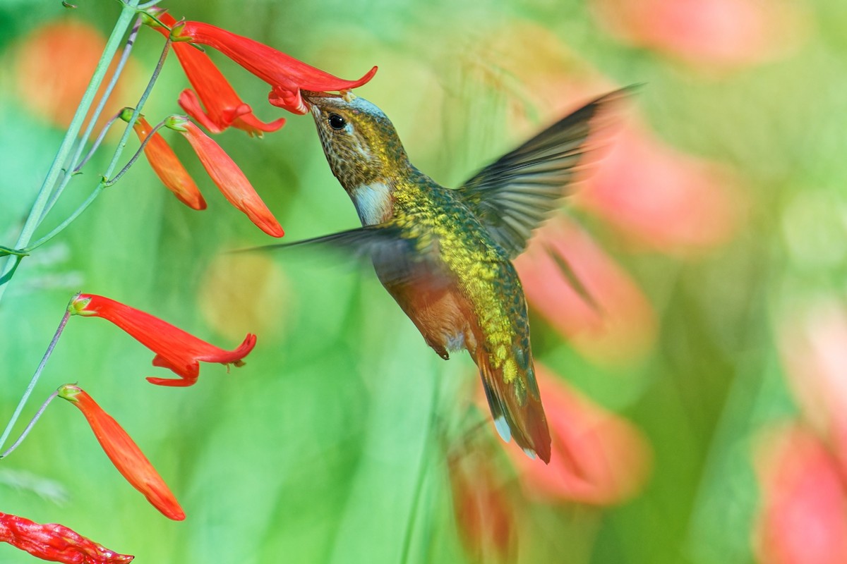 Rufous Hummingbird - ML639382979