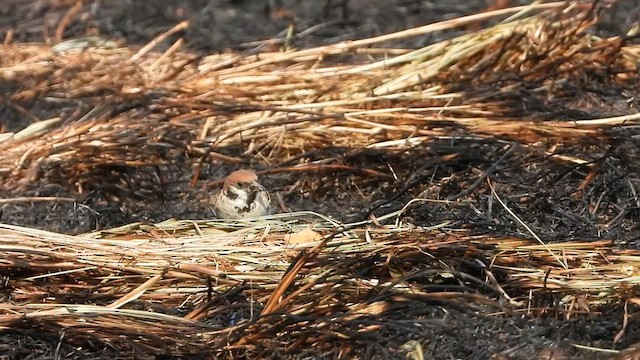 Eurasian Tree Sparrow - ML639383019