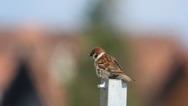 Eurasian Tree Sparrow - ML639383055