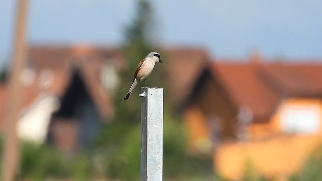 Улбар нуруут дунхай - ML639383108