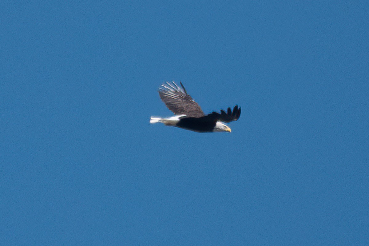 Bald Eagle - ML639383191