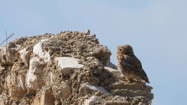 Хотны бүгээхэй - ML639383193
