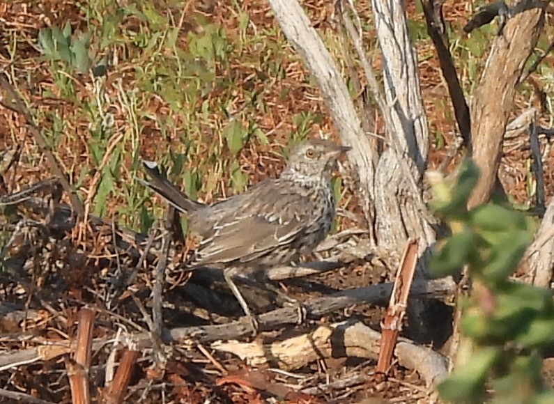 Sage Thrasher - ML639383194
