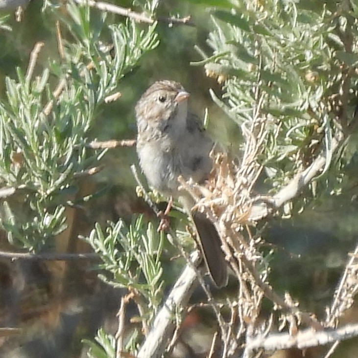 Brewer's Sparrow - ML639383203